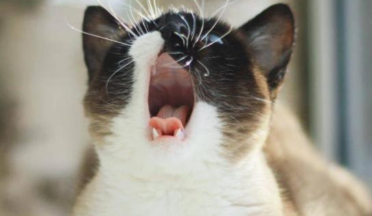 小猫为什么叫的很大声 小猫为什么叫的很大声