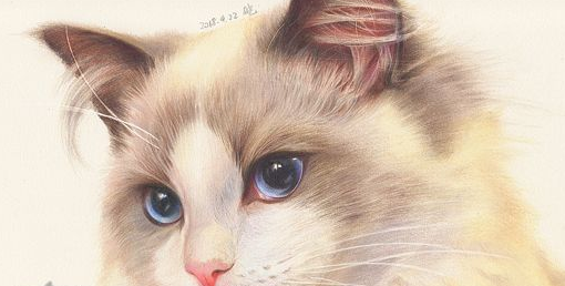怎么看布偶猫是不是串串?只需这几招 怎么看布偶猫是不是串串?只需这几招