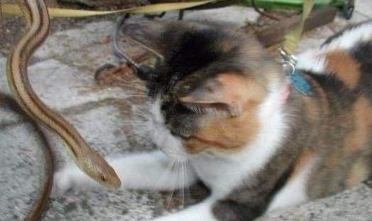 为什么蛇打猫咪会叫个不停 为什么蛇打猫咪会叫个不停