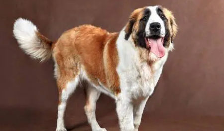 圣伯纳犬打疫苗不良反应有哪些？可以来看看！