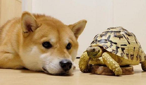 狗为什么怕乌龟 狗为什么怕乌龟
