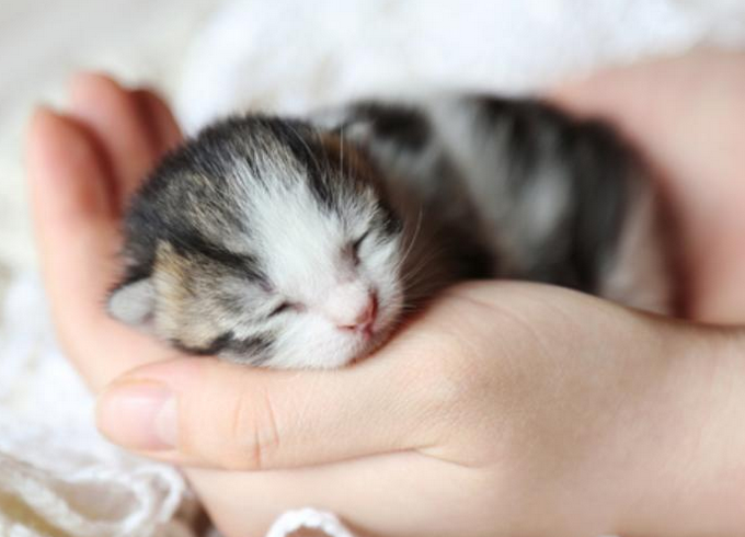 小猫出生几天过危险期 小猫出生几天过危险期