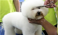 宠物美容师多久能学成