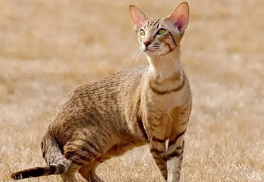 埃及猫怎么看纯不纯？来这里了解下吧