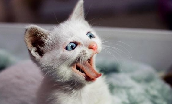 猫咪被打为什么还反抗叫呢