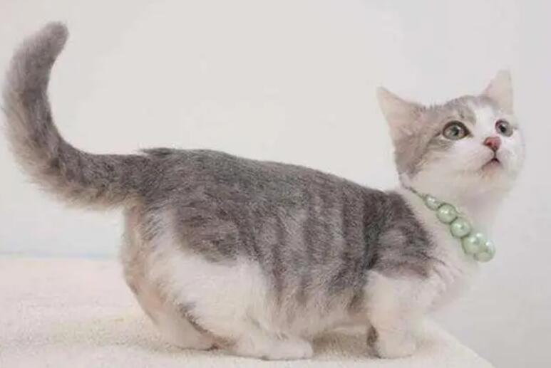 猫咪尾巴朝上颤抖是为什么原因