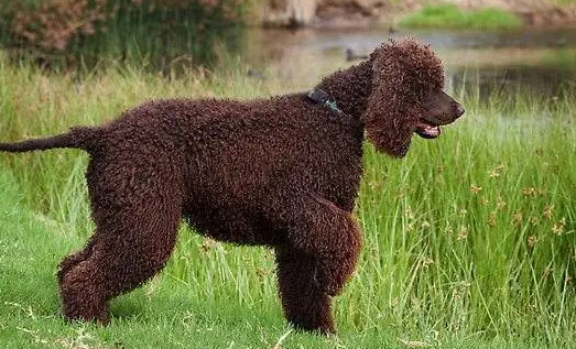 爱尔兰水猎犬感冒有什么症状?看完本文,你就知道了 爱尔兰水猎犬感冒有什么症状?看完本文,你就知道了