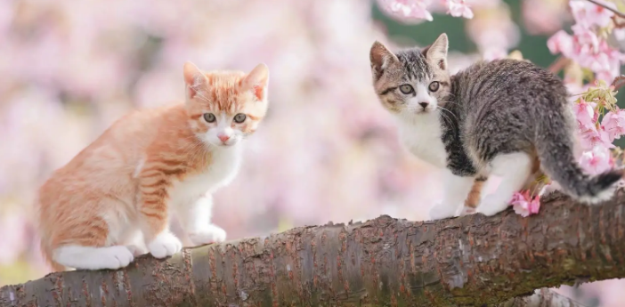 猫猫害怕怎么办 猫猫害怕怎么办