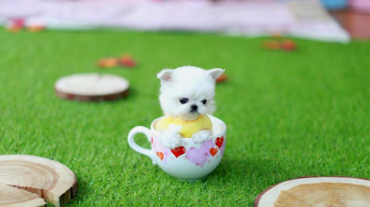 茶杯犬握手怎么训练?具体看这里! 茶杯犬握手怎么训练?具体看这里!