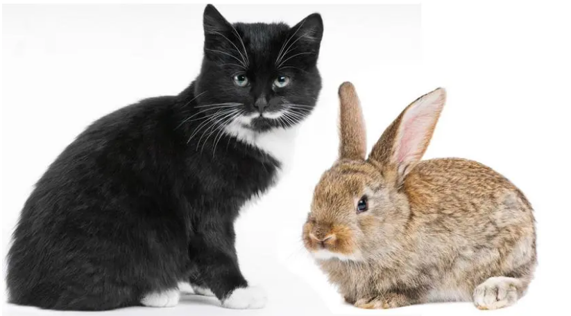 养兔子还是养猫好 养兔子还是养猫好