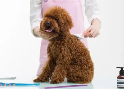 宠物美容师宠物美容培训多少钱 宠物美容师宠物美容培训多少钱