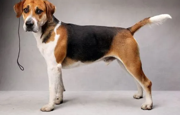 英国猎狐犬耳部疾病症状及预防方法，一起get一下~