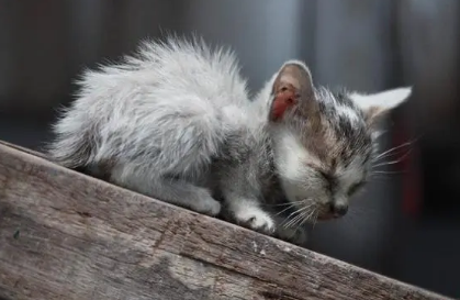 为什么不能随便遗弃猫咪呢