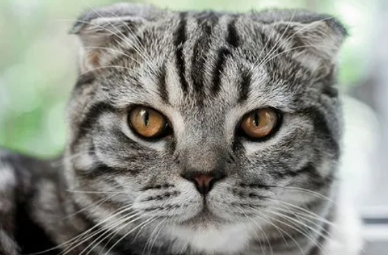 虎斑猫抑制掉毛办法是什么？来这里了解下吧