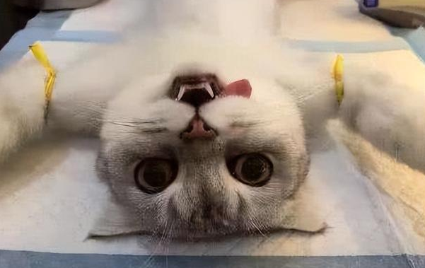 为什么猫咪绝育后要禁止进食