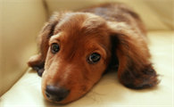 腊肠犬会咬人吗?一文告诉你!