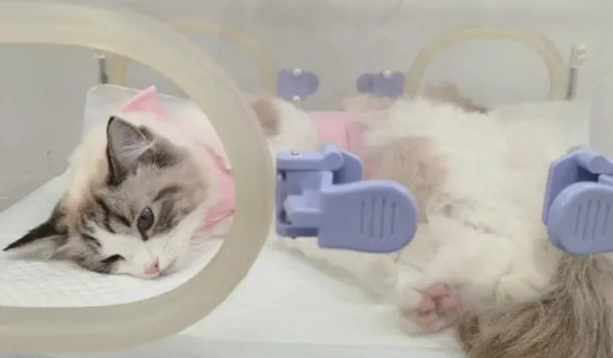 猫咪做绝育超声刀和传统手术 猫咪做绝育超声刀和传统手术