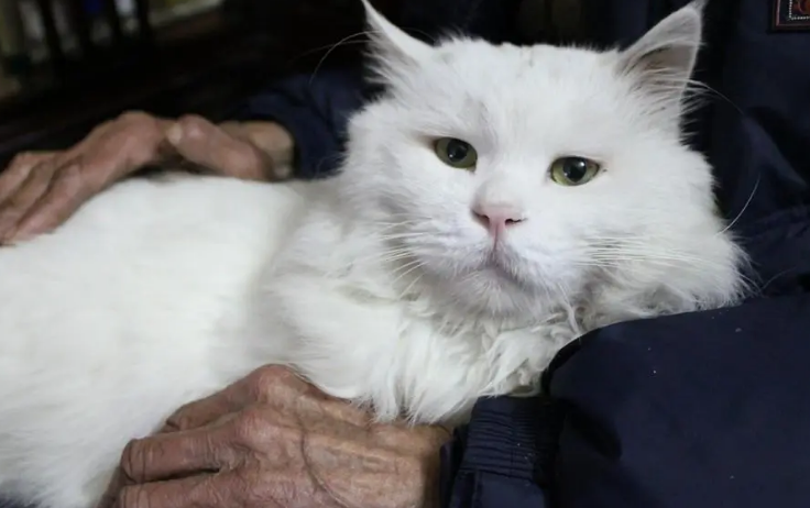猫咪能不能陪伴老人