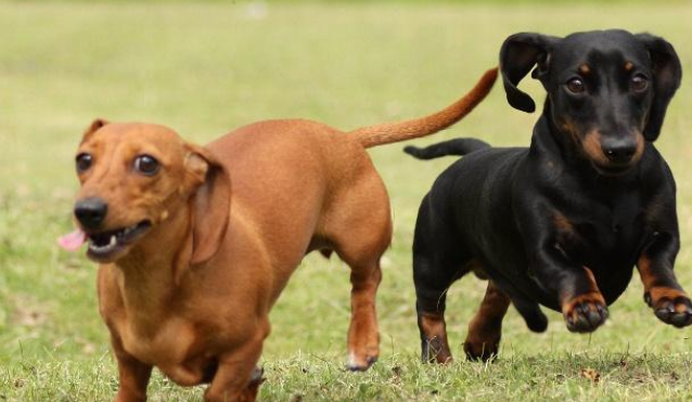 腊肠犬怎么训练戴项圈？训练方法如下。