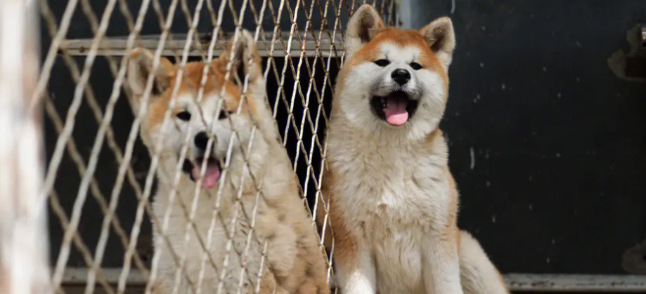 秋田犬舍哪家好