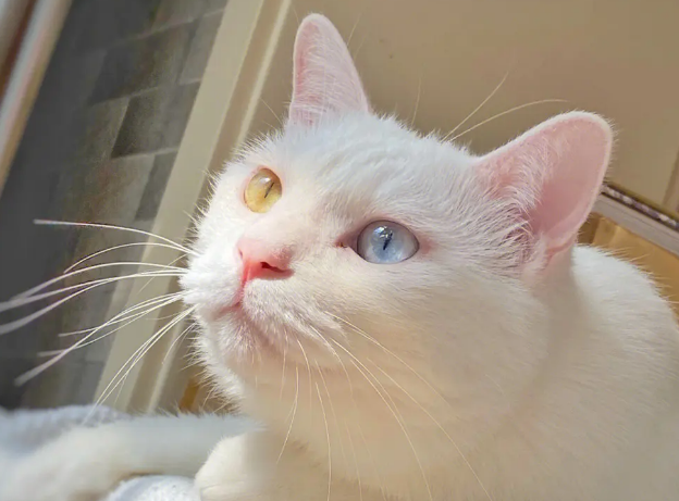 家养田园猫不打疫苗行吗？来这里了解下吧