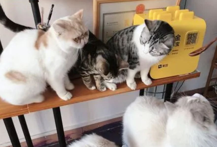 如何在猫舍买猫