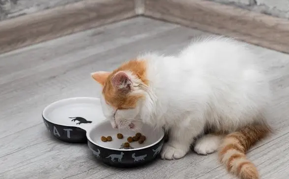 猫咪吃完就拉是正常吗 猫咪吃完就拉是正常吗