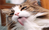 猫咪吞咽会伸一下脖子