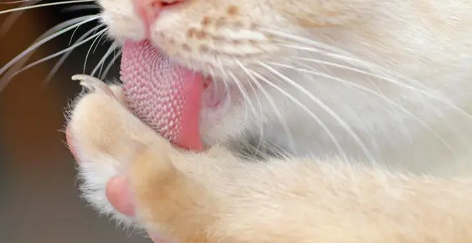 猫咪舌头为什么不向下垂