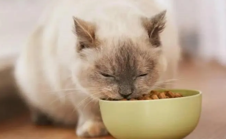猫咪为什么吃幼猫猫粮呢