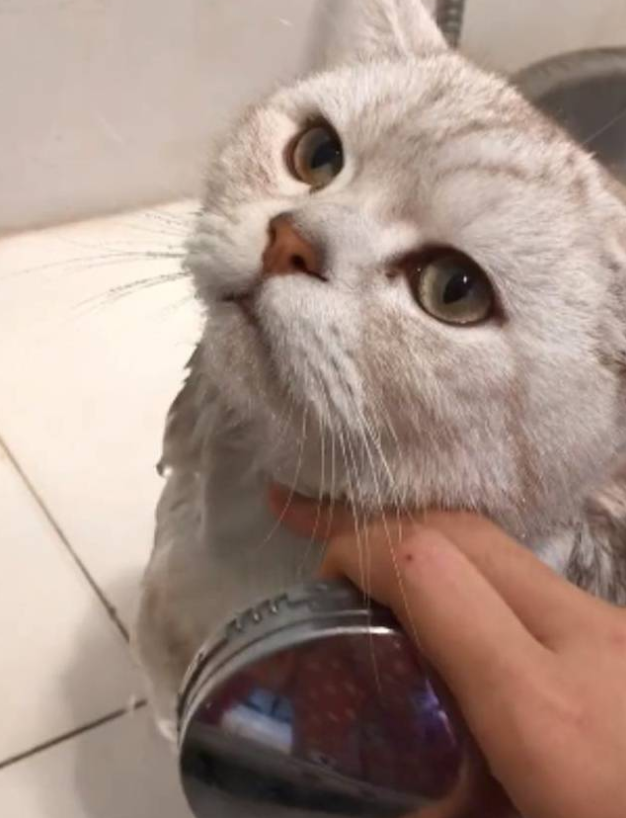 猫咪非常喜欢洗澡，每次洗澡都是在享受，网友：你为何如此优秀