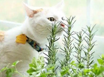 猫咪害怕什么植物
