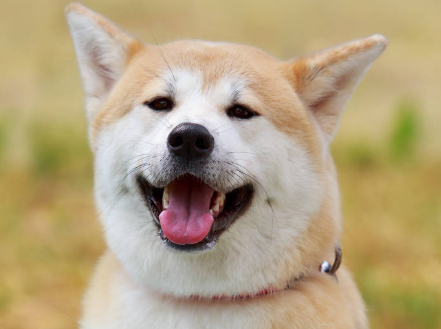 养宠小知识：秋田犬饲养注意事项？