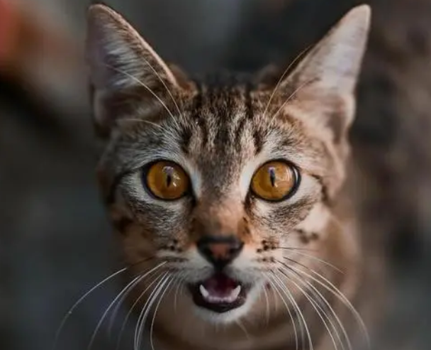 猫咪为什么总晚上叫呢