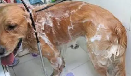 土狗洗澡多少钱