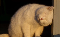 猫咪自己在家乱拉屎为什么