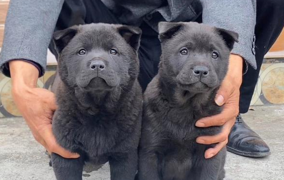 中華田園犬五黑犬多少錢一隻?想養的看過來-寵物網