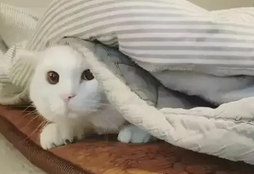 为什么小猫咪总是发抖呢