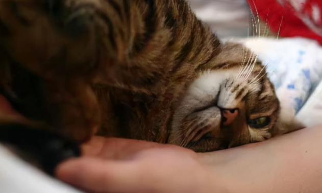 为什么小猫咪蹭我