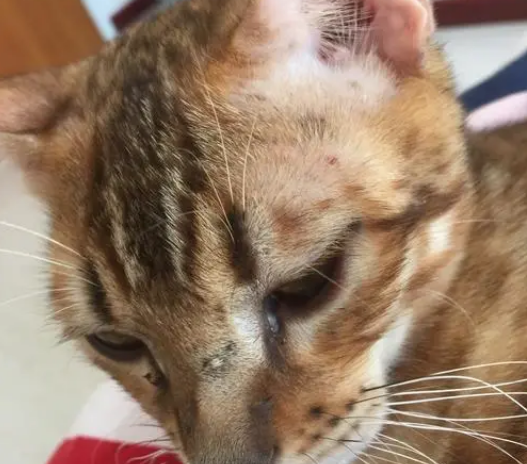 猫咪为什么老长猫癣