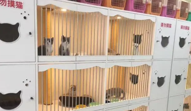 贵阳猫舍哪个好-宠物网