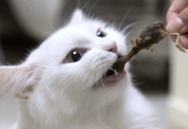 小猫吃鹌鹑干的好处 小猫吃鹌鹑干的好处