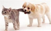 养猫好还是养狗好