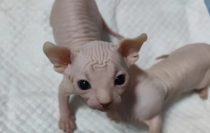 斯芬克斯猫为什么那么贵？原因是？