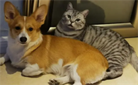 猫狗会游泳吗