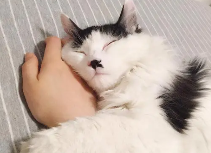 猫咪为什么那么粘人呢怎么回事
