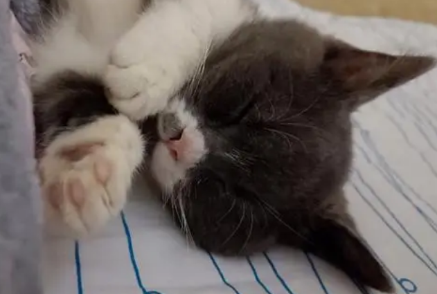 猫咪睡觉身子抖动是什么原因 猫咪睡觉身子抖动是什么原因