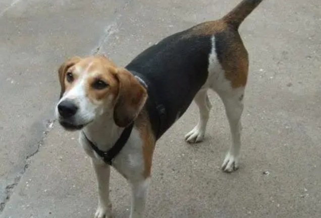 一文解析:英国猎狐犬绝育的好处和坏处 一文解析:英国猎狐犬绝育的好处和坏处