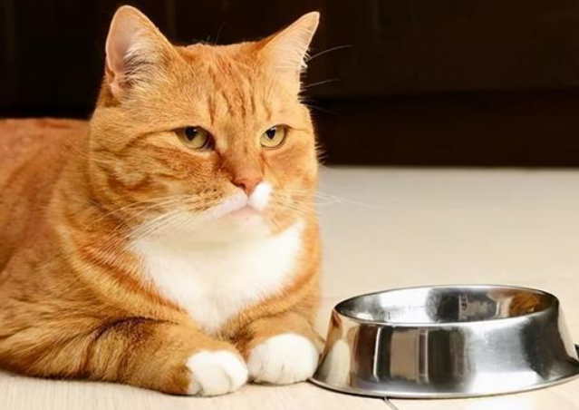 宠主须知,橘猫吃什么? 宠主须知,橘猫吃什么?