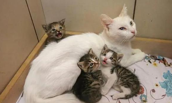 猫咪为什么像婴儿 猫咪为什么像婴儿